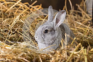 Rabbit on Dry Grass