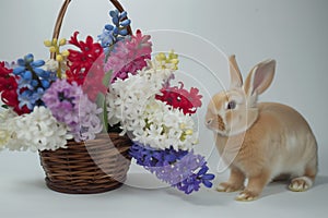 rabbit with ears perked by a basket of colorful hyacinths