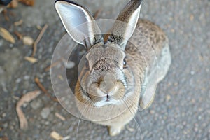 rabbit ears up, sniffing camera from above