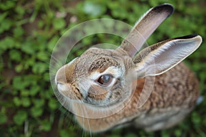 rabbit ears up, sniffing camera from above