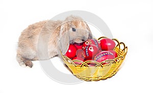 Rabbit with easter basket