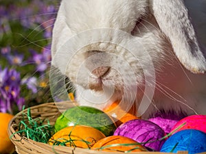 Rabbit at the Easter Basket