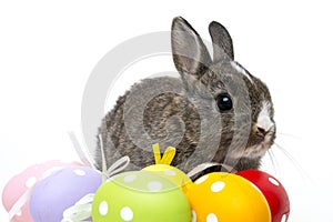 Rabbit and easter eggs close up