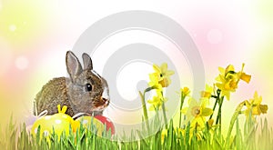 rabbit and easter eggs isolated photo