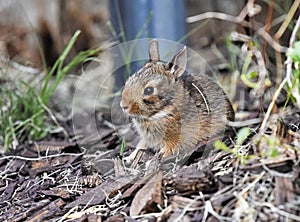 Rabbit, Eastern Cottontail, juvenile, bunny
