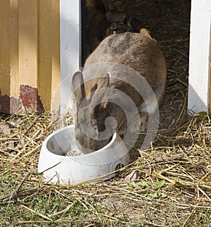 Rabbit eating
