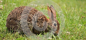 Rabbit eating clover