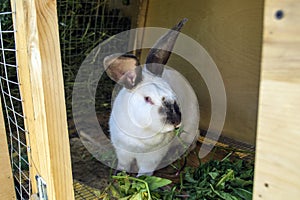 Rabbit eating dandelions in a cage