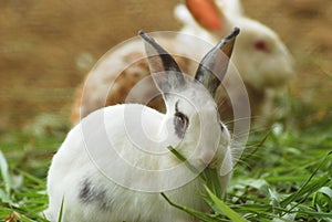 Rabbit eating grass