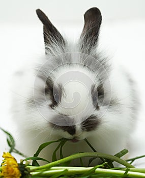 Rabbit eating a grass