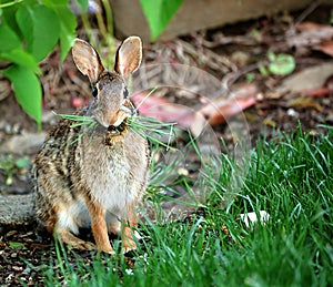 Rabbit Eating Grass