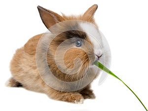 Rabbit eating grass