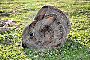 Rabbit eating grass on a sunny meadow.