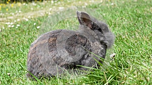 Rabbit eating green fresh grass on meadow. Lovely furry grey bunny on a field