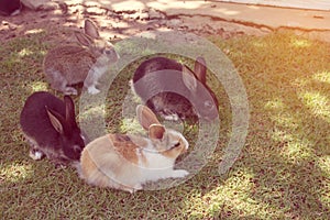 Rabbit eating green salad