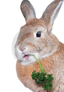 Rabbit eating parsley