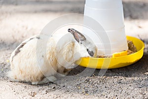 Rabbit eatting food in the tray. Home decorative rabbit outdoors. Little bunny, Year of the Rabbit Zodiac