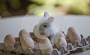 rabbit with eggs in package