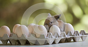 rabbit with eggs in package