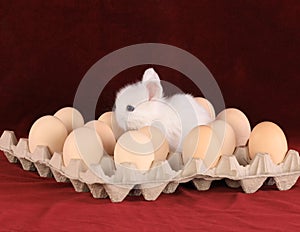 rabbit with eggs in package