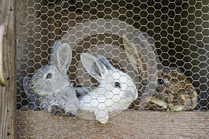 Rabbit family in cage