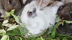 Rabbit family feeding grass