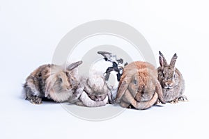 Rabbit family Many species, fluffy hair, long ears, round fat body