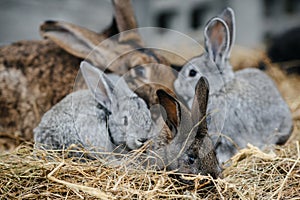 Rabbit in farm cage or hutch. Breeding rabbits concept