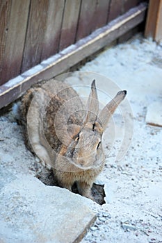 Rabbit in farm corral