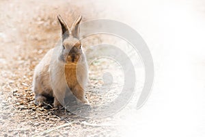 rabbit on farm and sunshine