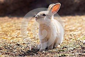 rabbit on the farm and sunshine