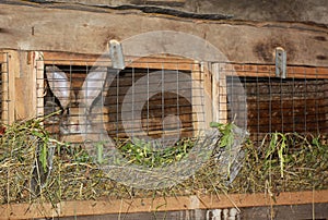 Rabbit Farming. Feeding Rabbits. Rabbit Cage