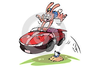 Rabbit in fast car