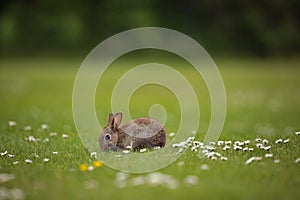 Rabbit in a field