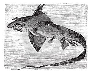 Rabbit Fish or Rat Fish or Chimaera monstrosa vintage engraving