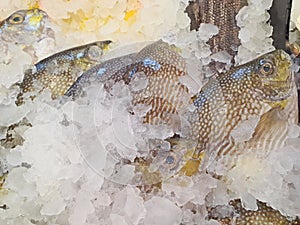 Rabbit fish Siganus javus on ice sold in Market