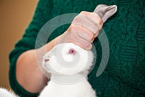 A veterinarian castrates rabbits on the farm with a surgical instrument