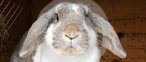 Rabbit with floppy ears photo