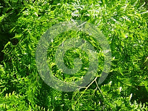 Rabbit foot fern leaves photo