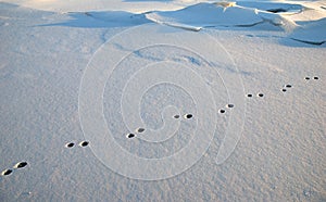 Rabbit foot-prints in snow