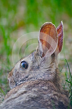 A Rabbit in the front yard