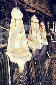 Rabbit furs hanging on the hooks in the farm, retro photo filter