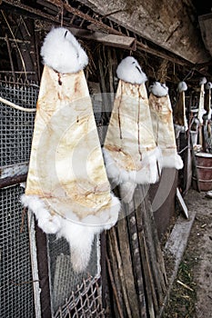 Rabbit furs hanging on the hooks in the farm, rural scene