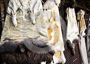 Rabbit furs hanging on the hooks in the farm