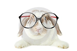 Rabbit with glasses