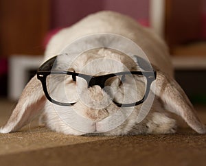 Rabbit in Glasses