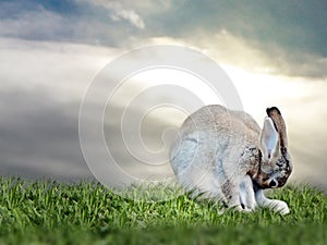 Rabbit on the grass