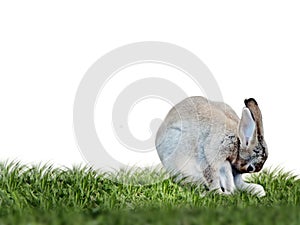 Rabbit on the grass