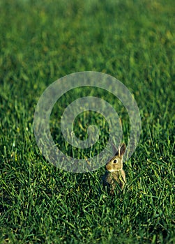 Rabbit in Grass