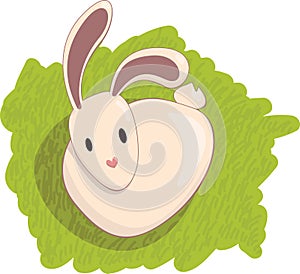 Rabbit on grass